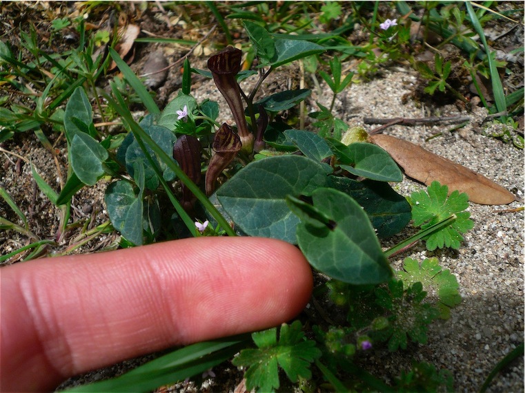 Aristolochia tyrrhena / Aristolochia pistolochia